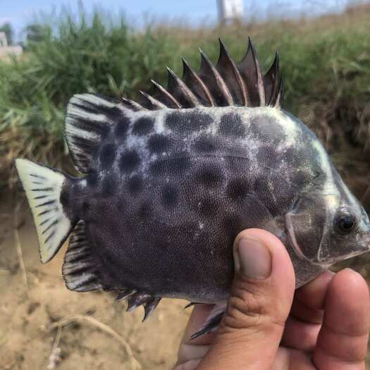 金鼓鱼苗