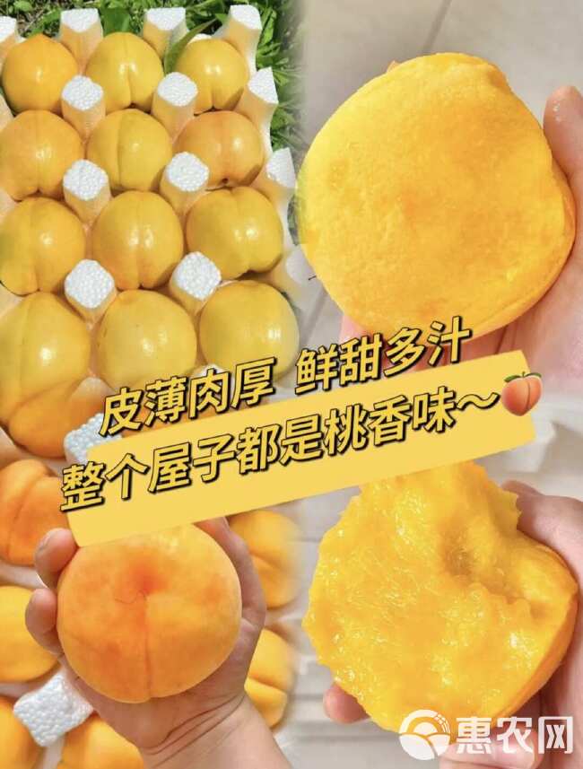 【一件代发】沂蒙黄油桃，现摘现发，品质售后都有保证，包邮。