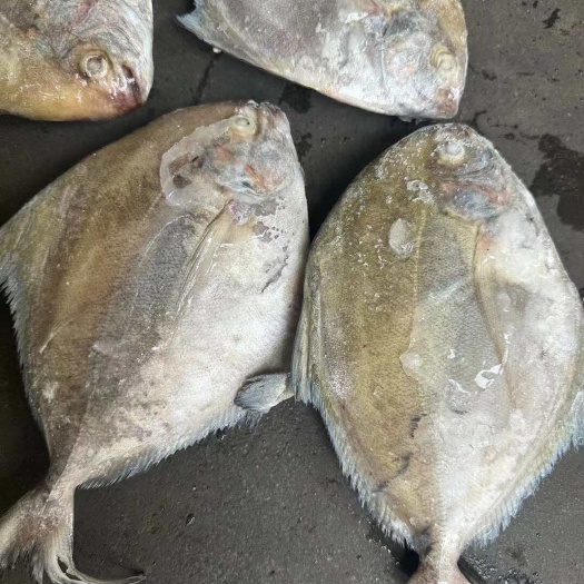 福州印尼船冻黑鲳100/200，200/300