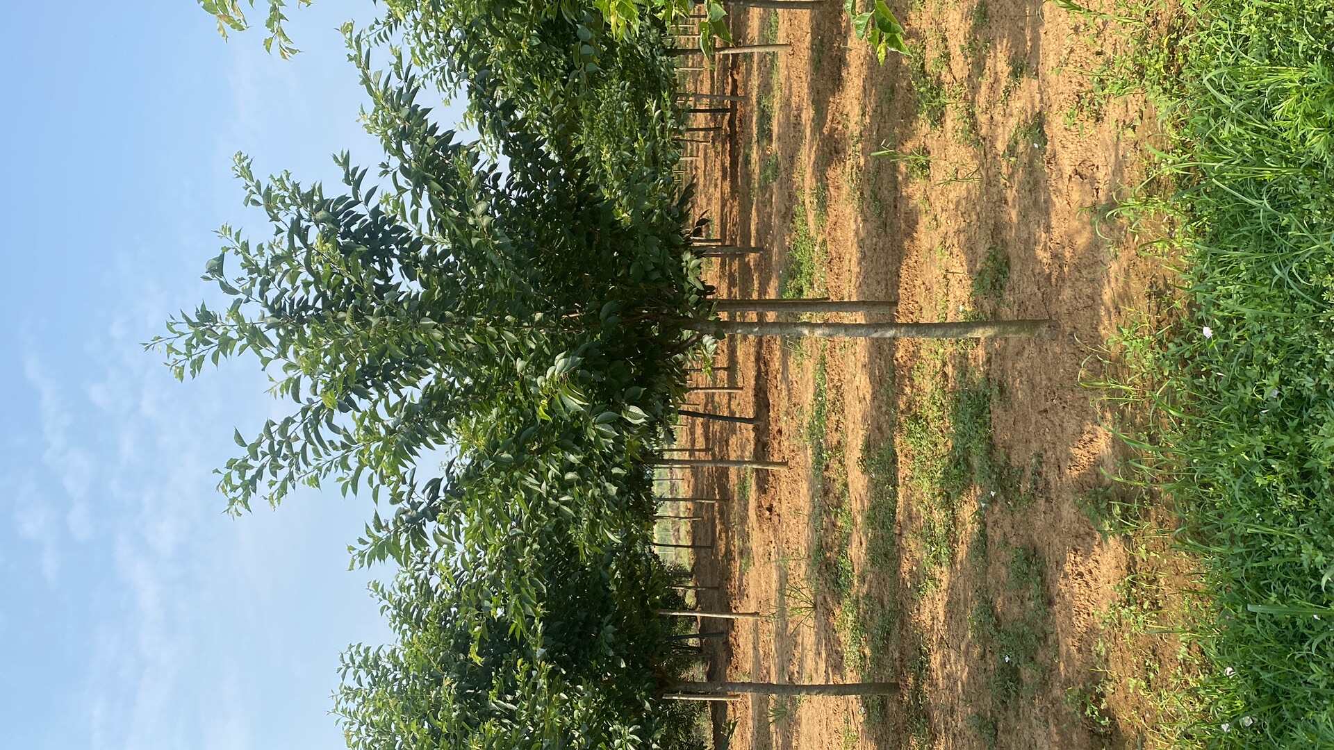 8公分染井吉—苗圃低价直销