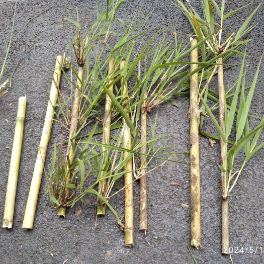 盐亭县卡开芦