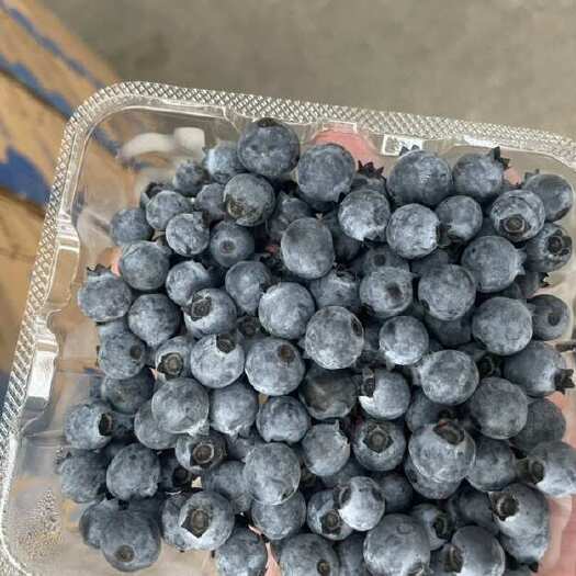 彭州市蓝莓基地货源，果粉漂亮，硬度好。基地货源量大，果径12+