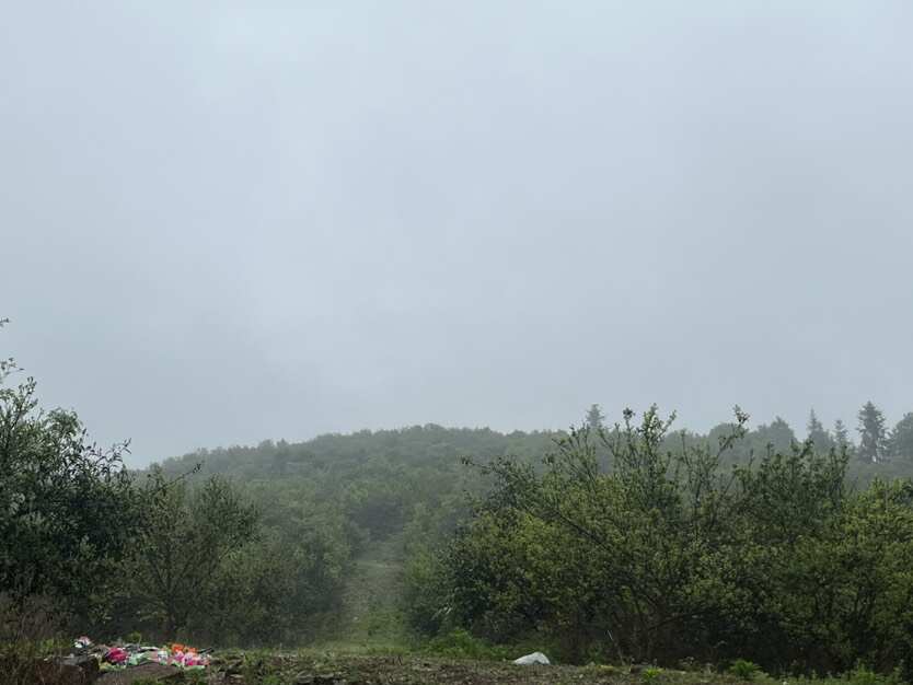 茶油基地转让 杨梅基地