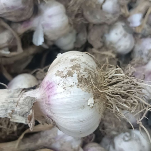 山东大蒜产地供应新鲜上市一手货源商超电商批发大量现货地头现摘