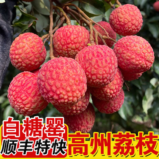 高州市广东茂名高州桂味荔枝新鲜现摘白糖罂荔枝冷链