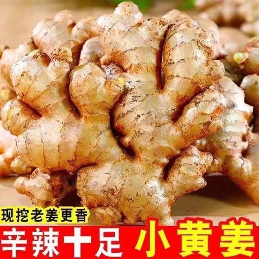 沂南县山东沙地小黄姜水洗姜辣姜批发 支持商超社区团购一件代发小姜