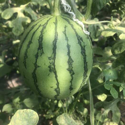 长沙精品无籽小吊瓜