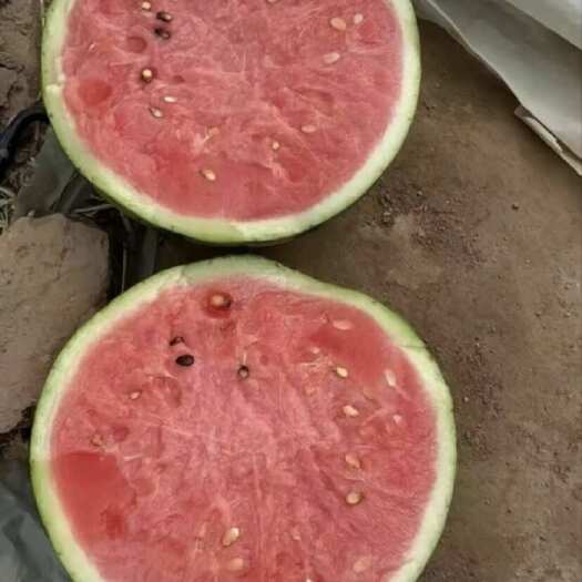 洞口县洞口大棚麒麟瓜 开园大放价 品质拉满 怎么卖都是顶配