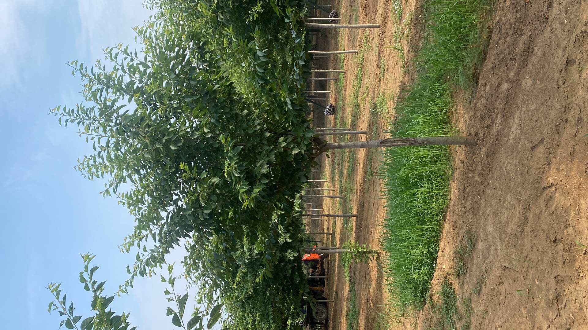 8公分染井吉—苗圃低价直销