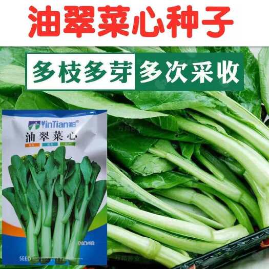 沭阳县油翠菜心种子菜苔种子速生耐热耐湿油青农家甜菜心四季种蔬菜种籽