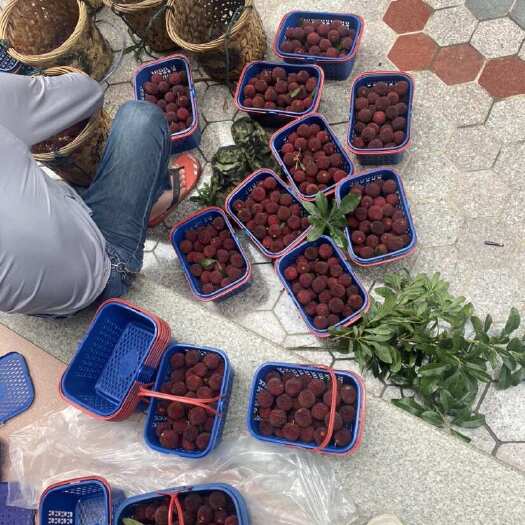 漳州杨梅