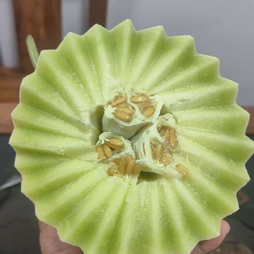 寿光市玉菇甜瓜，冰激淋玉菇，大棚种植果型周正皮毛干净货期长质量稳定