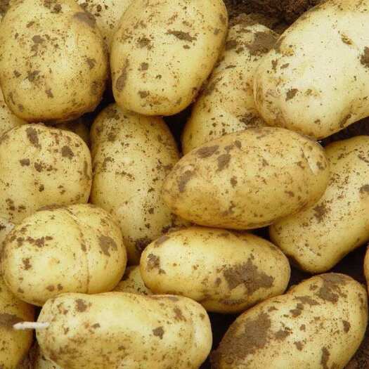 山东黄心土豆新鲜土豆荷兰15土豆大量上市，现挖现发物流发全国