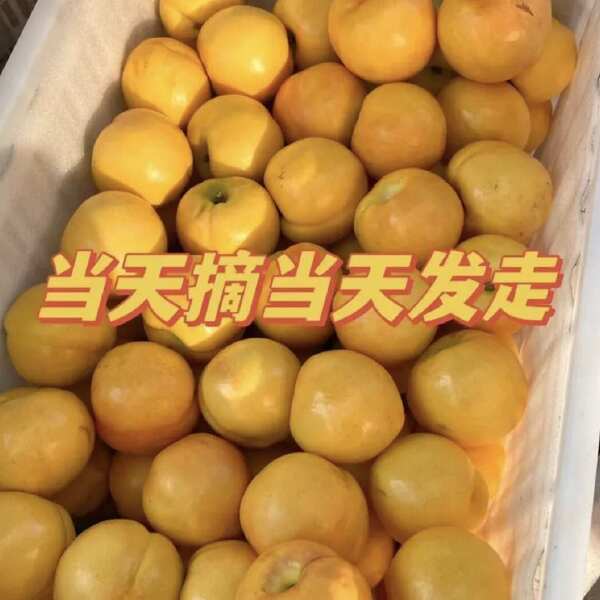 【一件代发】沂蒙黄油桃，现摘现发，品质售后都有保证，包邮。