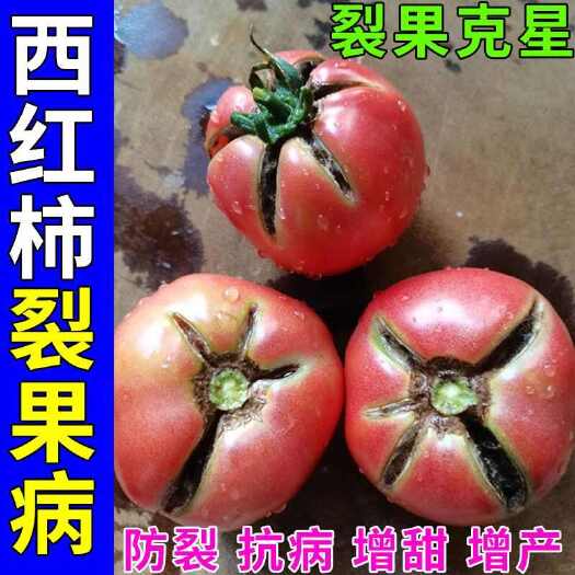 栾川县西红柿防裂果的专用裂果素果不裂番茄防裂剂抗裂提质增产丰收增甜
