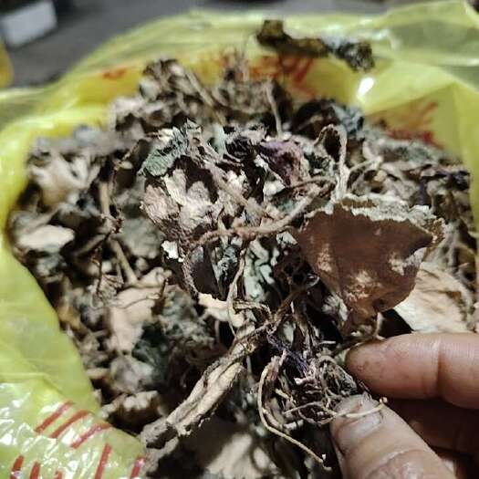 宝兴县虎耳草