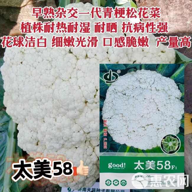 太美58花菜种子早熟杂交一代青梗松花菜种籽耐热耐湿耐湿花球洁