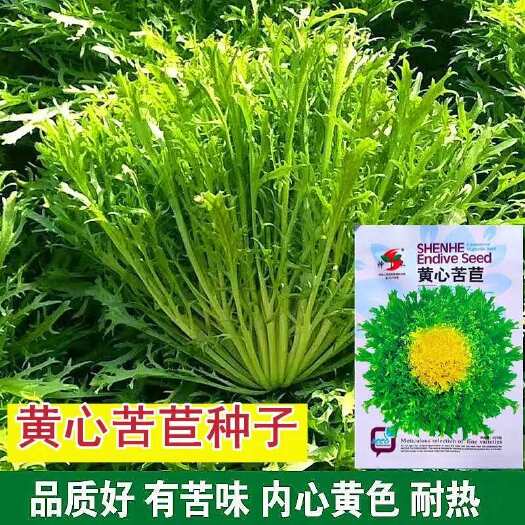 沭阳县苦苣种子黄心细叶花叶耐寒春夏秋冬季四季盆栽青菜生菜苦菊种籽