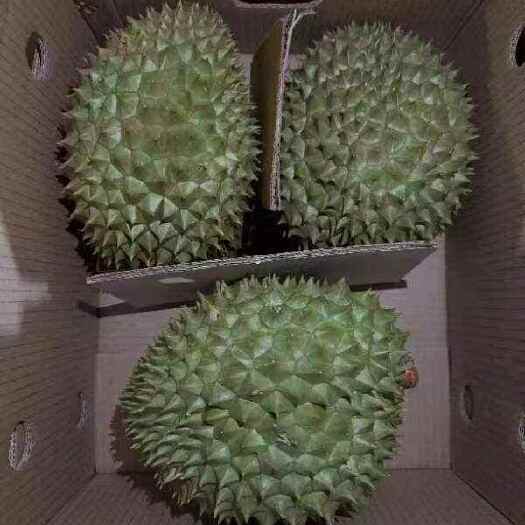 靖西市越南干尧榴莲，每个果净重8.5斤，A品靓货