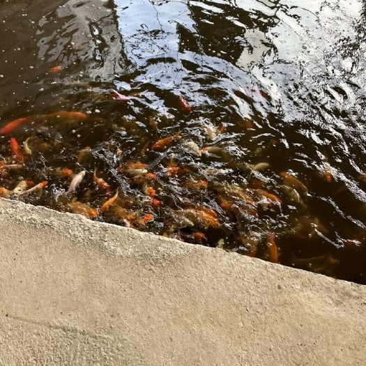 出售锦鲤，各种规格。