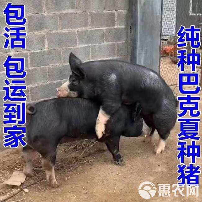 新美系巴克夏母猪苗，血统纯正，一代种猪，涨势快，瘦肉高，