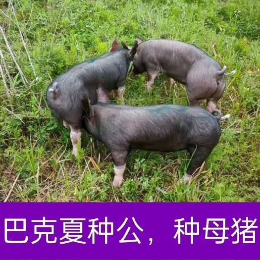 沭阳县新美系巴克夏母猪苗，血统纯正，一代种猪，涨势快，瘦肉高，