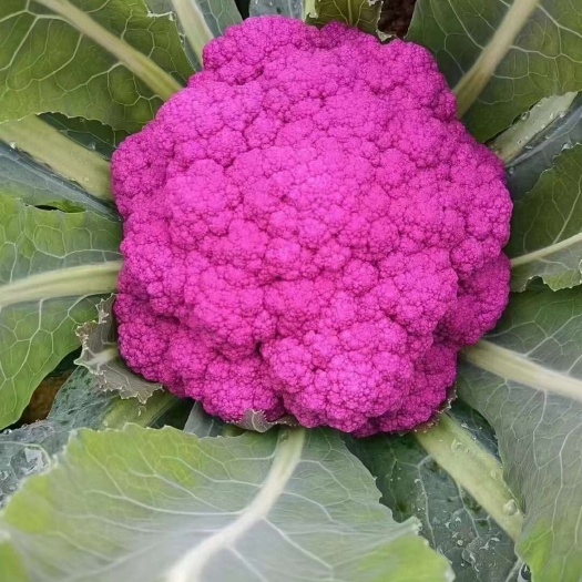 厦门紫花菜