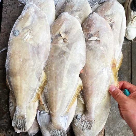马面鱼6两-8两一条