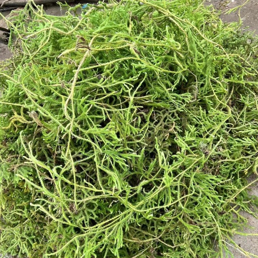 昭通过山龙纯伸筋草中药材狮子草小舒筋草干货正品晒干活络筋