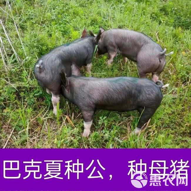 新美系巴克夏母猪苗，血统纯正，一代种猪，涨势快，瘦肉高，