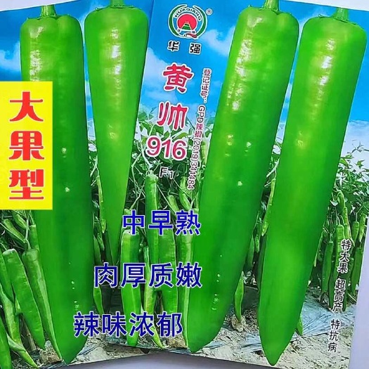 沭阳县辣椒种子黄帅916辣椒早熟高产抗病中辣大果厚皮杂交牛角椒种籽