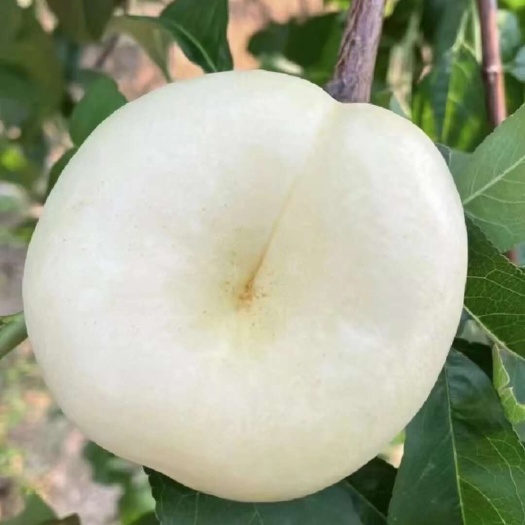 蒙阴县蒙阴优质蜜桃，果好糖度高保质保量，承接电商，一件代发预售中