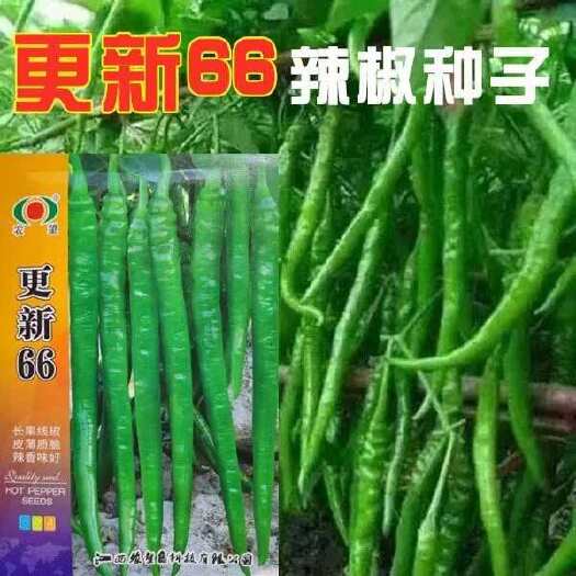 更新66辣椒种子红椒特长抗病薄皮香辣二荆条线椒大棚蔬菜种