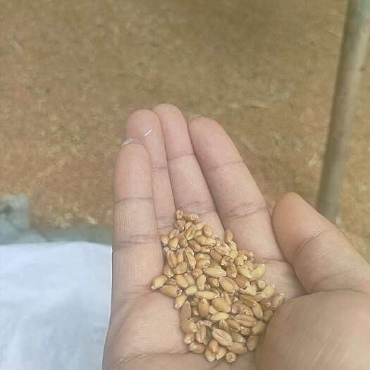 阜阳今年的新小麦