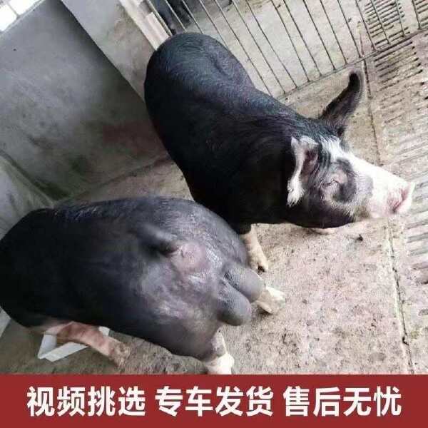 新美系巴克夏母猪苗，血统纯正，一代种猪，涨势快，瘦肉高，