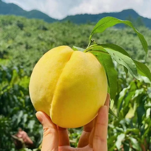 炎陵县炎陵黄桃 锦绣黄桃 高山黄桃当季水果 现摘现发