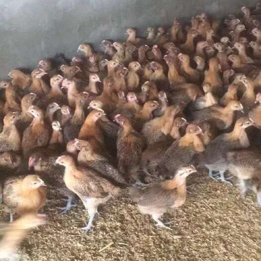 衡阳麻羽脱温鸡 黑土鸡脱温鸡出售 半大鸡出售存活率高