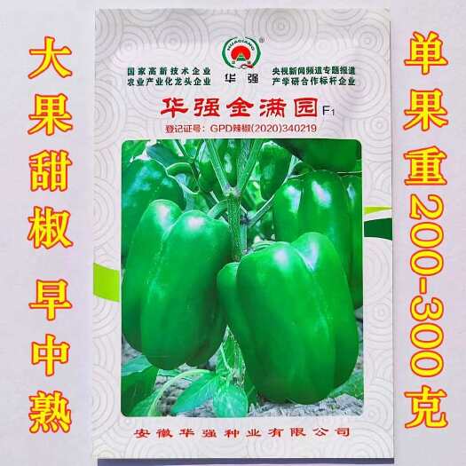 沭阳县柿子椒种子华强金满园灯笼椒高产抗病大果早中熟优质杂交灯笼椒种