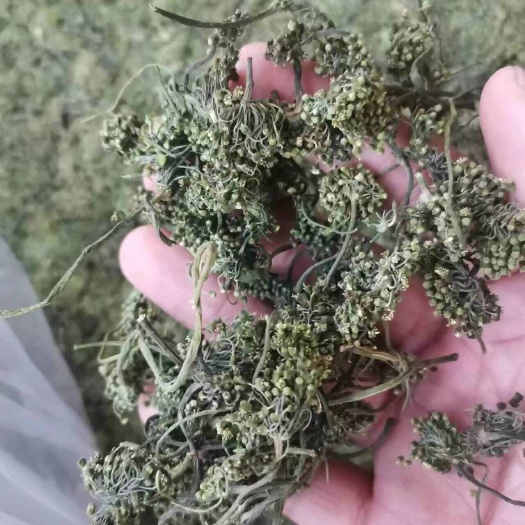 人参花 长白山人参花