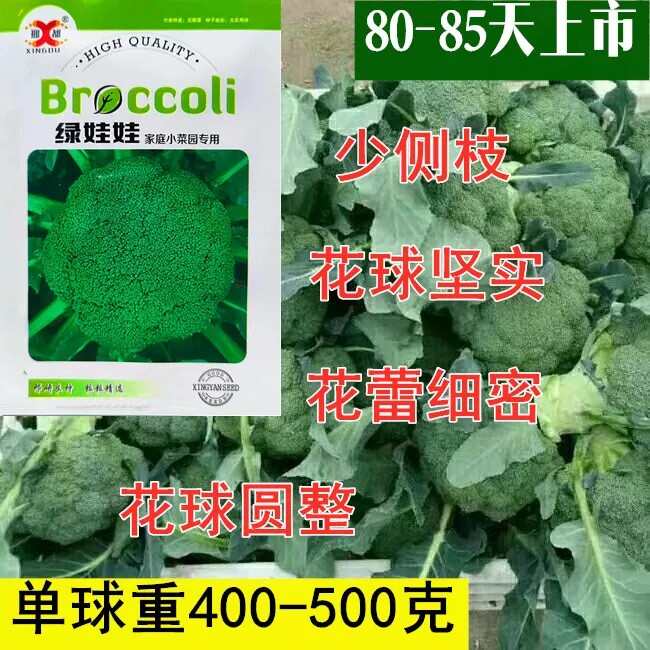 绿娃娃西兰花种子青花菜白花椰菜耐寒大棚盆栽四季播农家蔬菜种籽