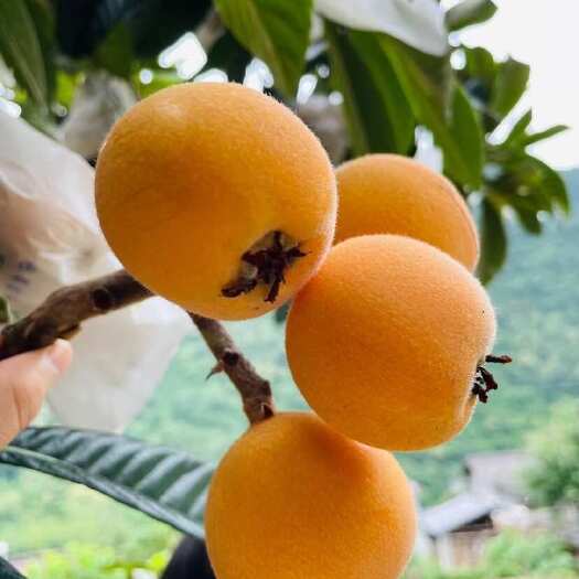 平武县四川高山枇杷