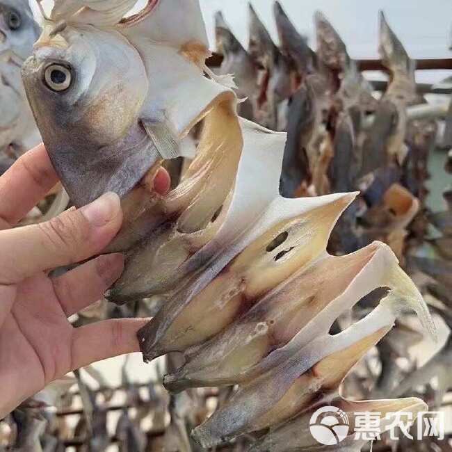 鲳鱼干 展会 地摊 电商 金鲳鱼干 淡干鲳鱼 白鲳鱼 串鲳