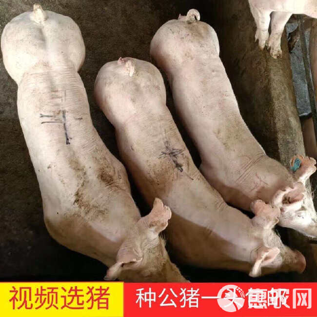 英系大白母猪，原种一代，比利时长白母猪，抗病能力强，耐粗饲料