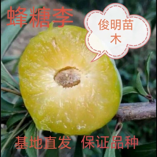 蜂糖李树苗  蜂糖李苗四川李子树苗脆红李汶川脱骨李子南北方种