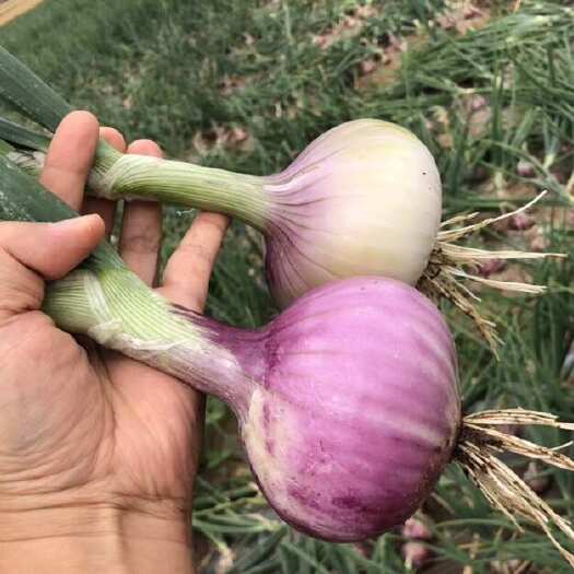 蠡县洋葱、二红