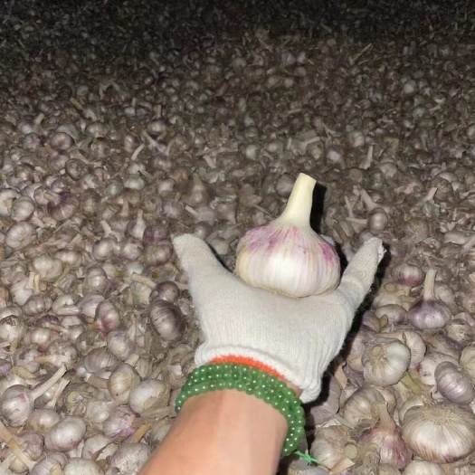 徐州紫皮蒜