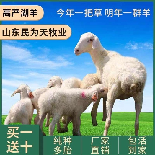 邳州市湖羊活羊纯种母羊胡羊种公羊小尾寒羊奥湖杂交羊羔幼绵羊养殖技术