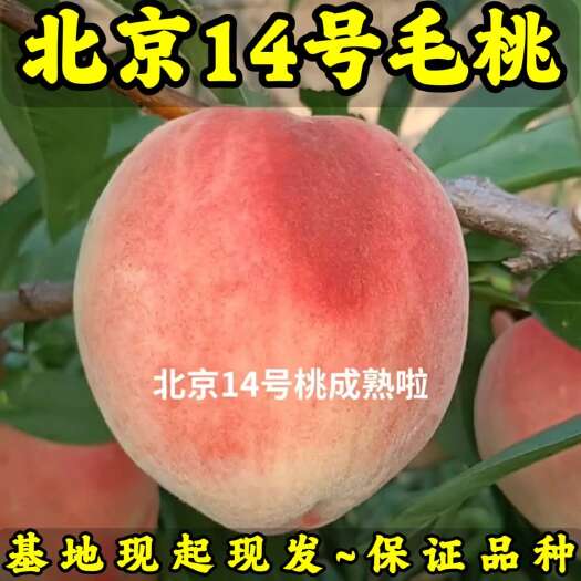 北京14号毛桃苗（大果型毛桃）品种纯真 基地现起现发成活率高