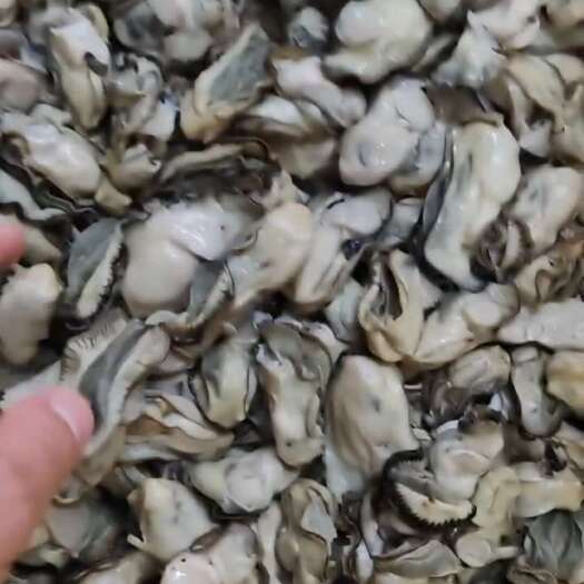乳山市熟冻生蚝肉纯熟冻颗粒10-20g单体