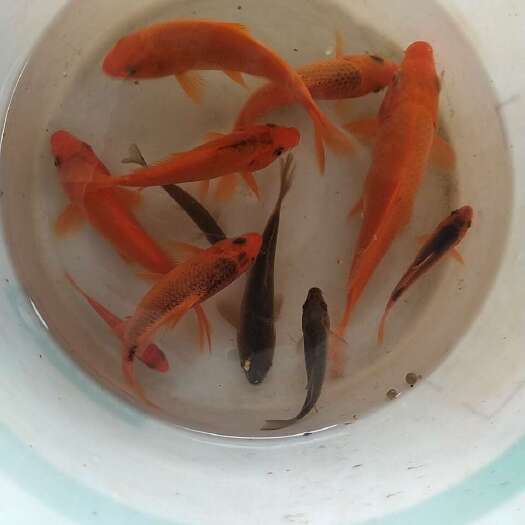 永丰县江西兴国红鲤鱼